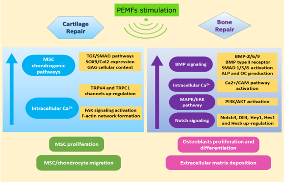 Bone Effects of Magnet Therapy in Physiotherapy
