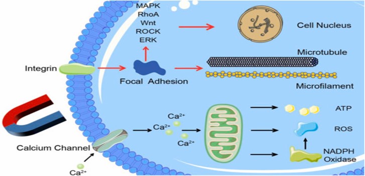 Cellular Mechanism of Magnet Therapy in Physiotherapy