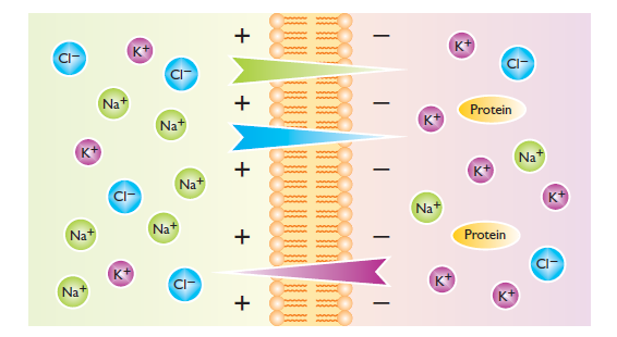 دستگاه مگنت تراپی PEMF در کلینیک فیزیوتراپی اثرات امواج الکترومغناطیس پالسی در فیزیوتراپی