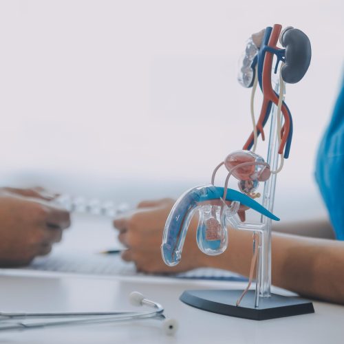 Doctor uses anatomical model to explain male urinary system. Model labeled with parts, doctor points and explains how they work together for urinary function, ensuring patient comprehension.